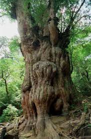 joumonsugi.jpg