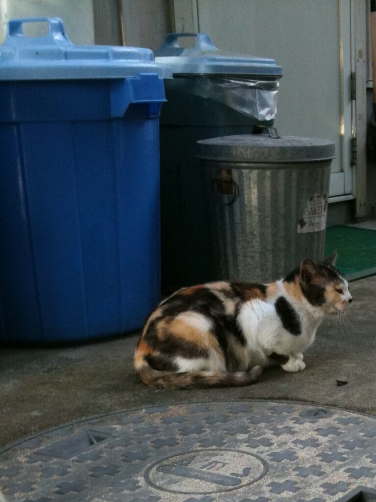 猫